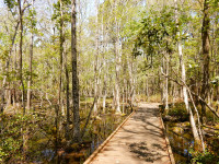 Carolina Beach State Park